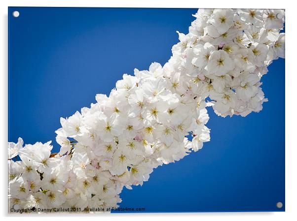 Cherry Blossom II Acrylic by Danny Callcut