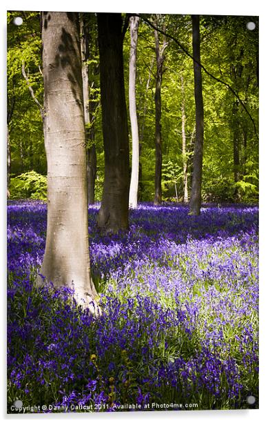 Marlborough Beech forest with bluebells Acrylic by Danny Callcut