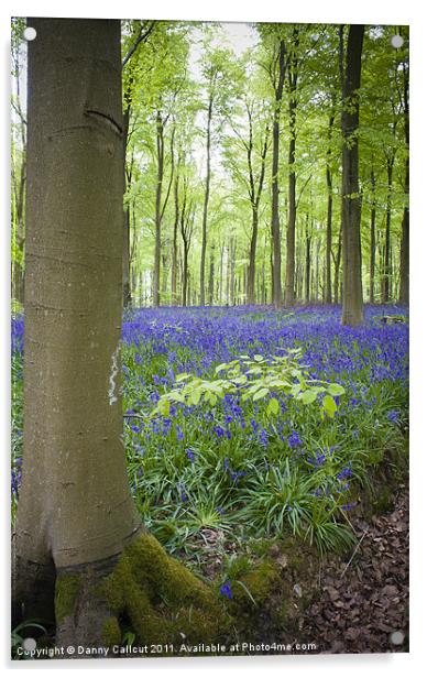 Beech tree and bluebell blanket Acrylic by Danny Callcut