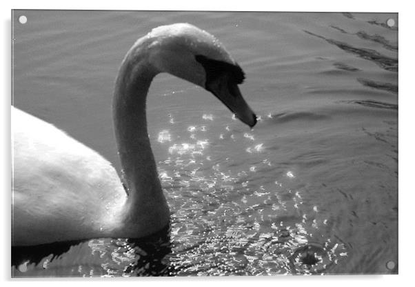 Damp swan Acrylic by Ashley Paddon