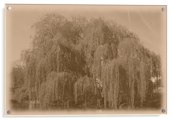 Antique willow Acrylic by Ashley Paddon