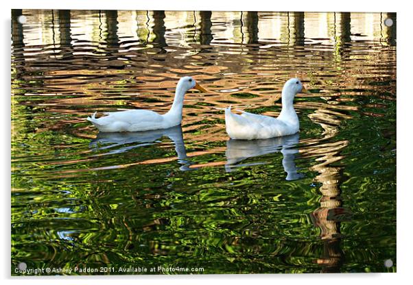 White ducks in ripples Acrylic by Ashley Paddon