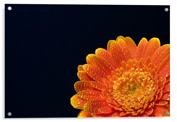 Orange Gerbera Acrylic by David Blake