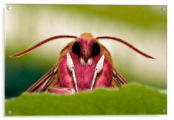 Elephant Hawk Moth Acrylic by David Blake