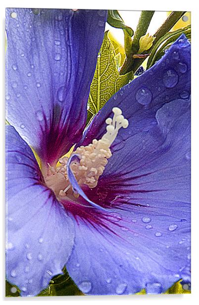Hibiscus Acrylic by Brian Beckett