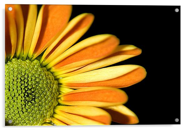 Yellow Flower Acrylic by Brian Beckett