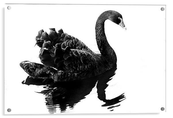 Black Swan Acrylic by Brian Beckett