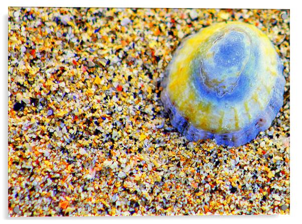 Seashell Acrylic by John Black