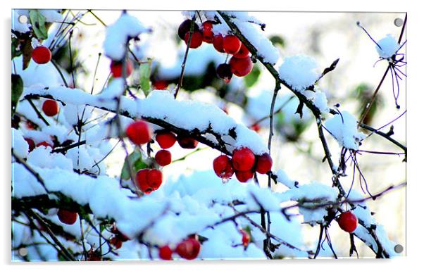 Snow berries Acrylic by John Black