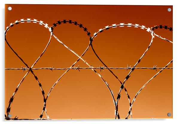 Dancing razor wire Acrylic by John Black