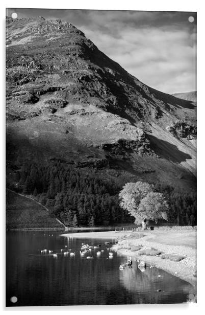 Tree on Lake Buttermere Acrylic by Paul Appleby