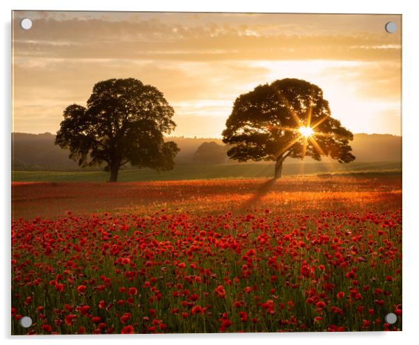 Northumberland Poppy Field Acrylic by Paul Appleby