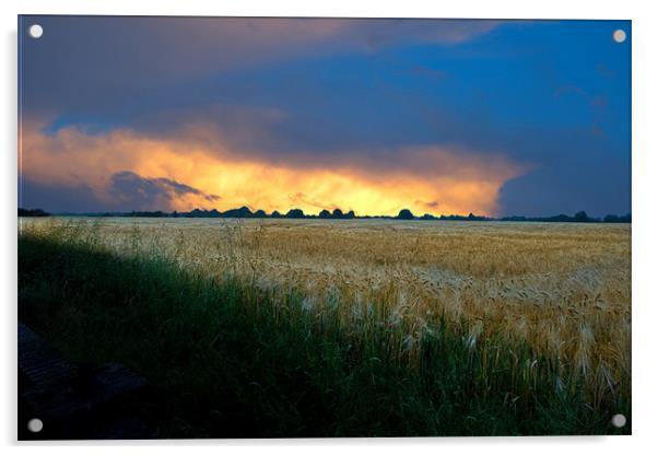 Fenland sunset over corn fields Acrylic by Terry Pearce