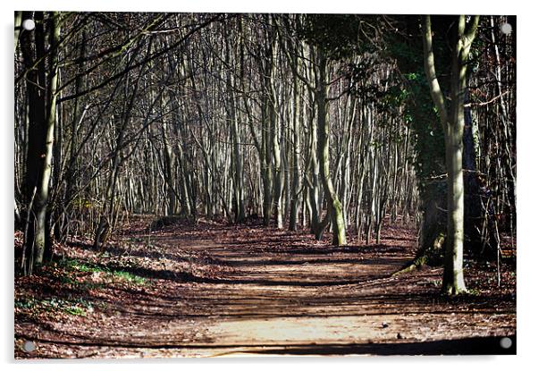 Ancient Wandlebury woodlands near cambridge Acrylic by Terry Pearce