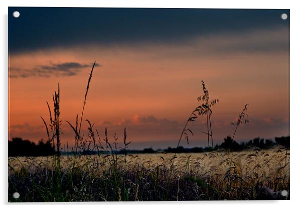 Fenland Evening Sunset Acrylic by Terry Pearce