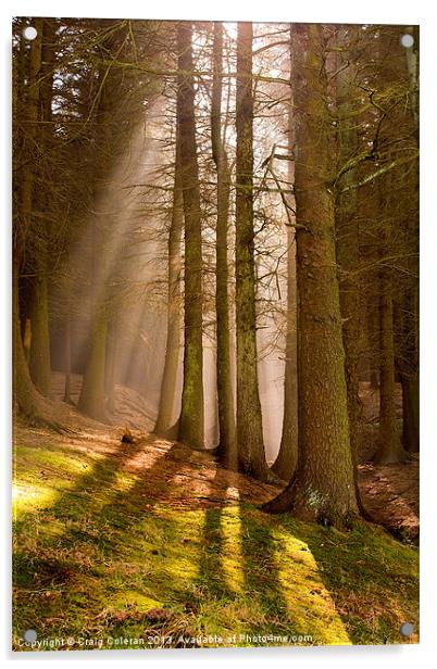 Deanclough forest Acrylic by Craig Coleran