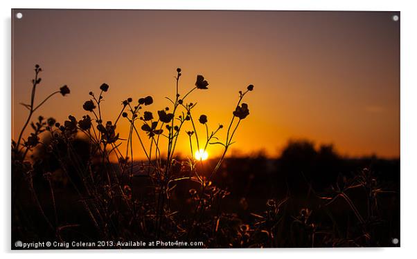 Buttercup sunset Acrylic by Craig Coleran