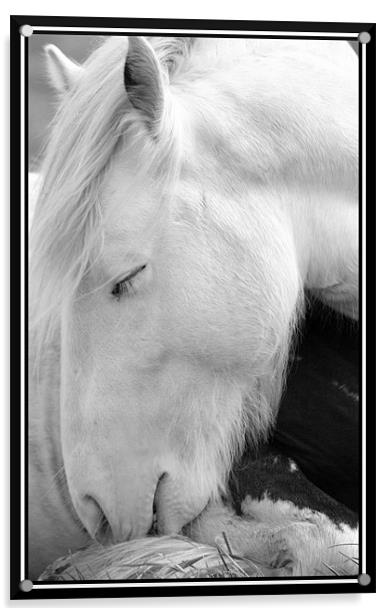 Sleeping pony Acrylic by Craig Coleran