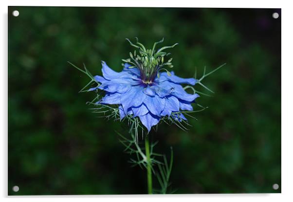 Nigella Flower Acrylic by Libby Hall