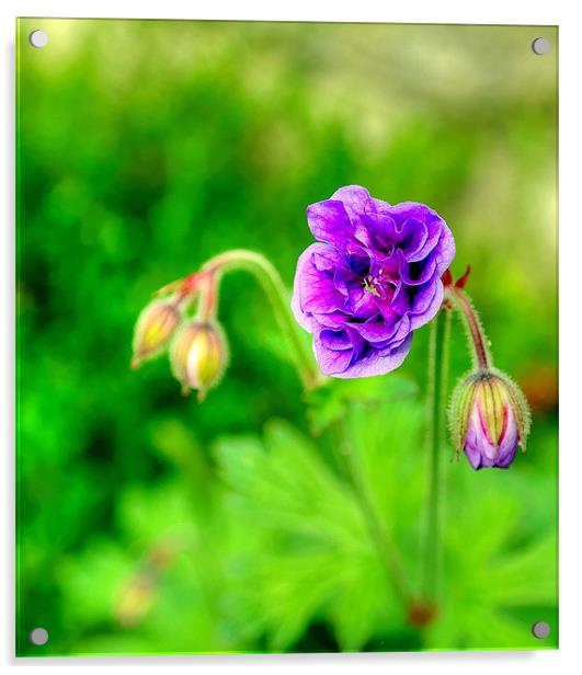 Lilac Flower Acrylic by Libby Hall