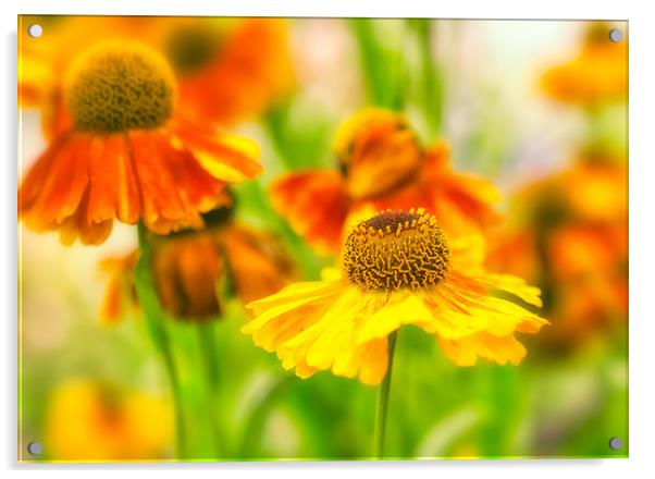 Virbrant Orange flowers Acrylic by Libby Hall