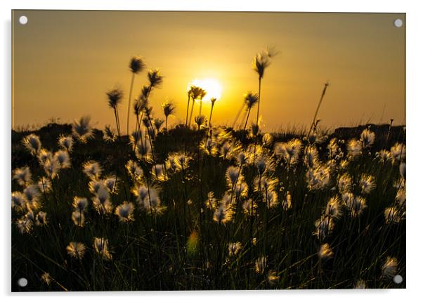 Bog Cotton Grass Acrylic by Libby Hall