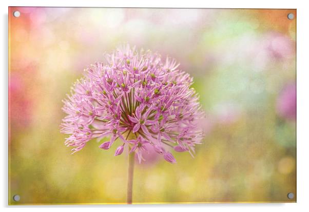  Allium Bokeh Acrylic by Libby Hall