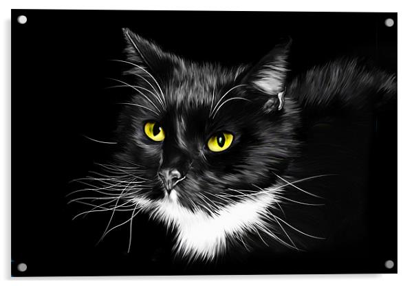 Domestic Black and White cat canvas print Acrylic by Julie Hoddinott