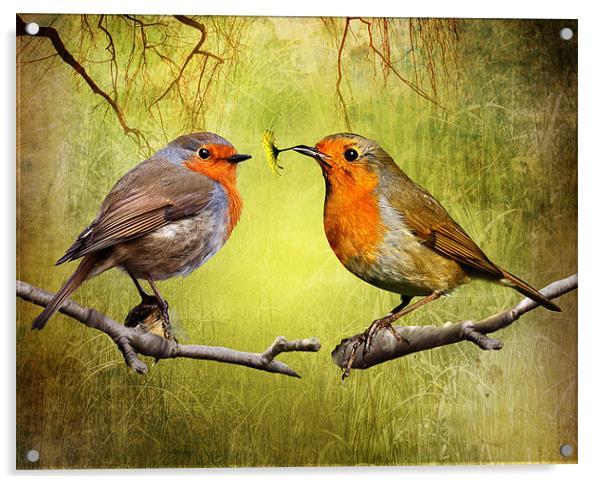 Robin Gifts Acrylic by Julie Hoddinott