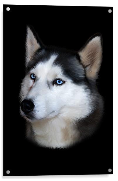 Siberian Husky Portrait Acrylic by Julie Hoddinott