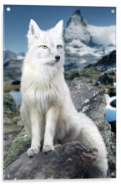 White Fox at Matterhorn Acrylic by Julie Hoddinott