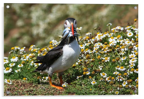 Atlantic Puffin Acrylic by Julie Hoddinott