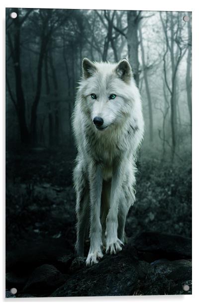 The White Wolf Acrylic by Julie Hoddinott