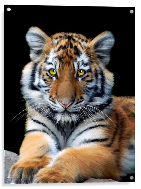 Sumatran Tiger Acrylic by Julie Hoddinott
