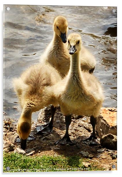 Canada Goslings Acrylic by Kathleen Stephens