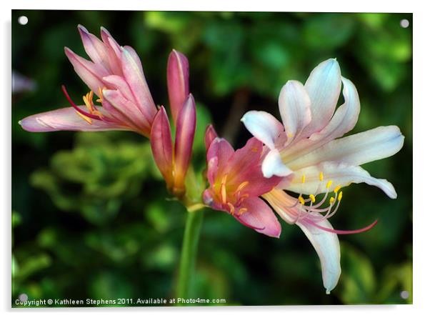 Naked Lilies Acrylic by Kathleen Stephens