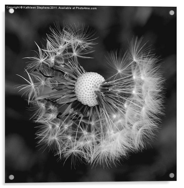 Dandelion After the Storm Acrylic by Kathleen Stephens