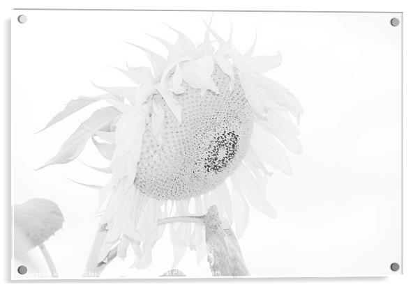 Giant Sunflower Acrylic by Kathleen Stephens