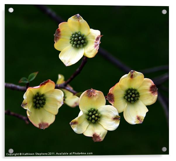 Dogwood Blossoms Acrylic by Kathleen Stephens