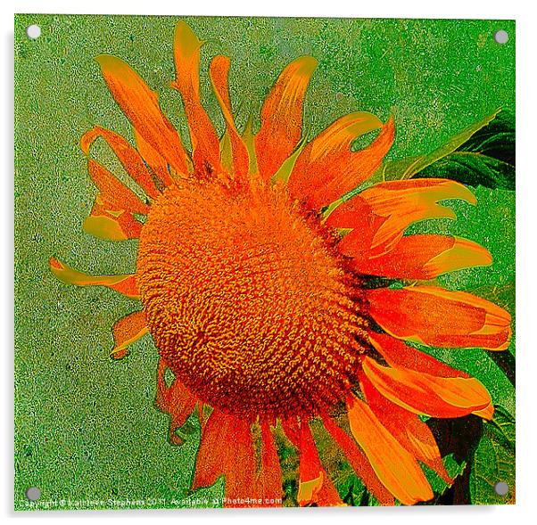 Sunflower in Orange Acrylic by Kathleen Stephens