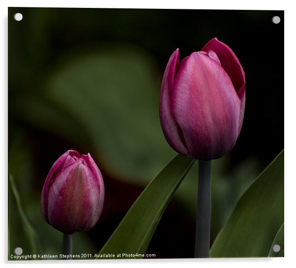 Two Tulips Acrylic by Kathleen Stephens