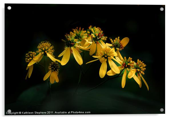 Wild Daisies Acrylic by Kathleen Stephens