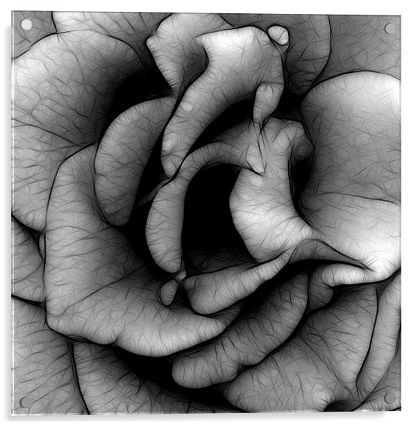 Rose in Black and White Acrylic by Kathleen Stephens