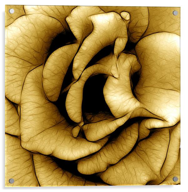 Yellow Rose in Macro Acrylic by Kathleen Stephens
