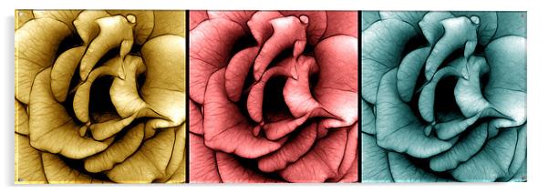 Three Roses in Macro Acrylic by Kathleen Stephens