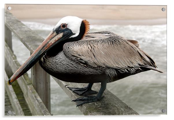 Brown Pelican Acrylic by Kathleen Stephens