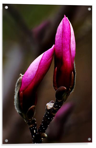 Magnolia Buds Acrylic by Kathleen Stephens
