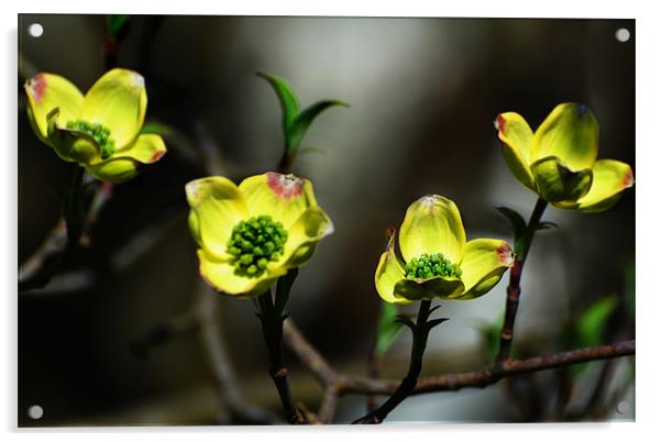 Dogwood Blossoms Acrylic by Kathleen Stephens
