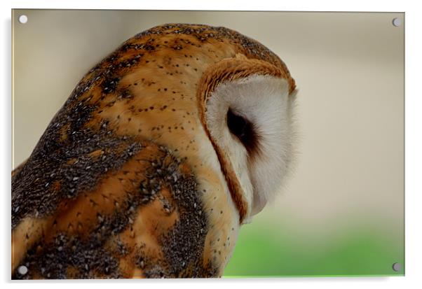 Profile of a Barn Owl Acrylic by Kathleen Stephens