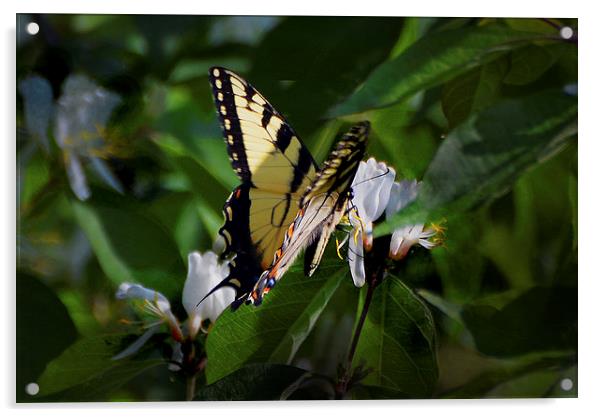  Western Tiger Swallowtail Acrylic by Kathleen Stephens